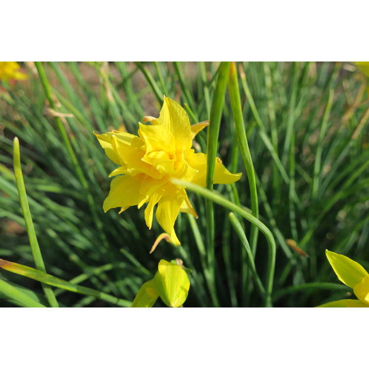 Narcissus ×odorus 'Plenus' - daffodil