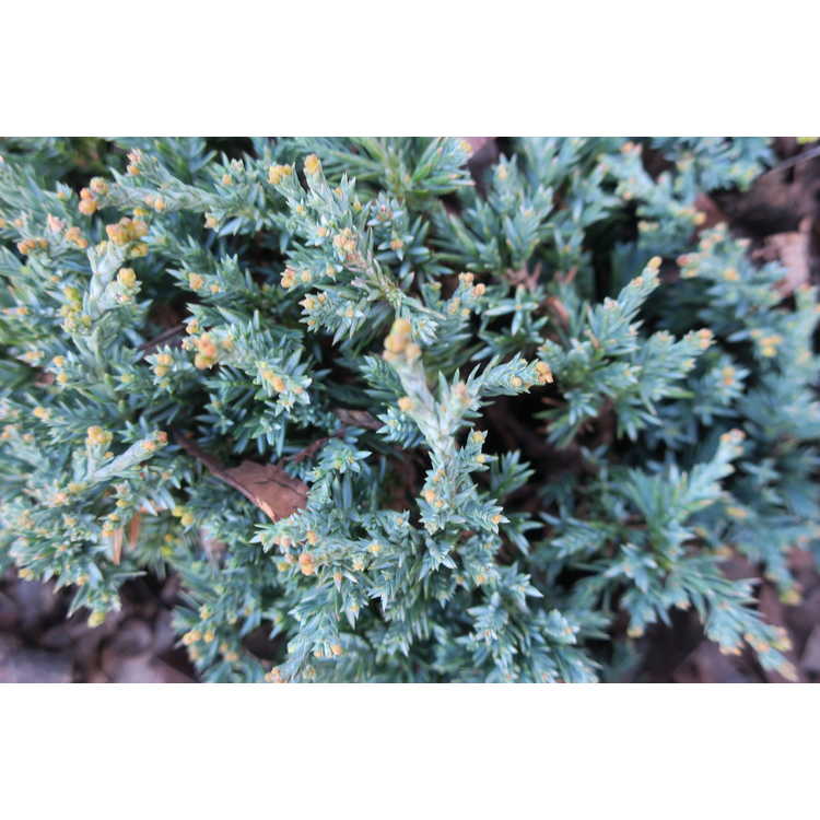 Juniperus horizontalis 'Blue Pygmy' - miniature creeping juniper