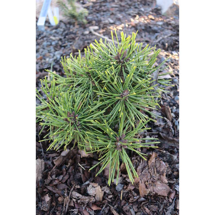 Pinus uncinata 'Caesar'