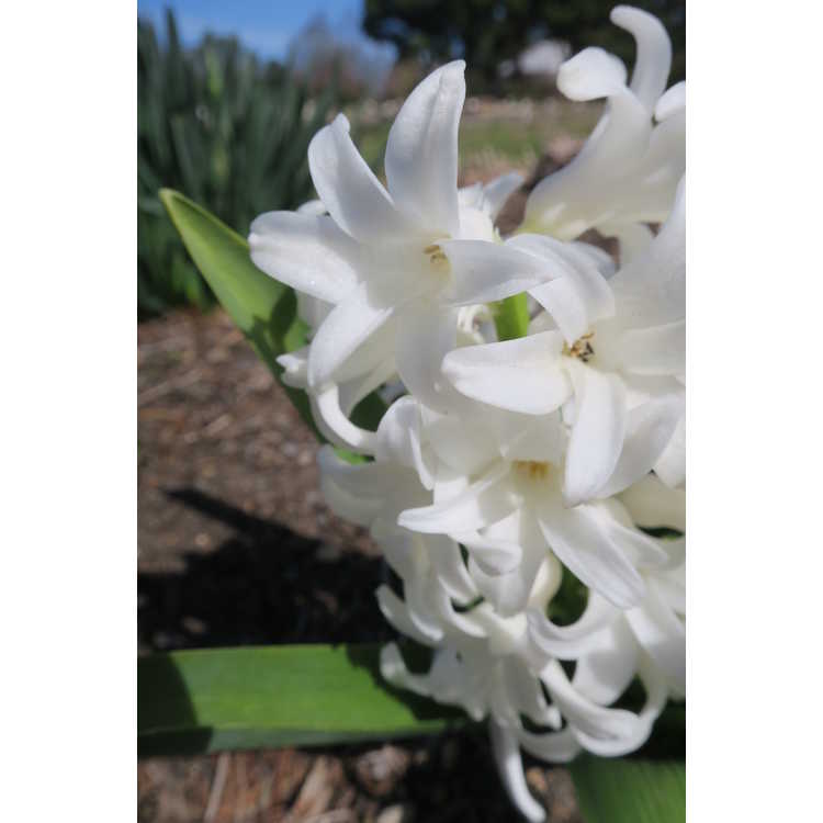 Hyacinthus orientalis 'Carnegie'