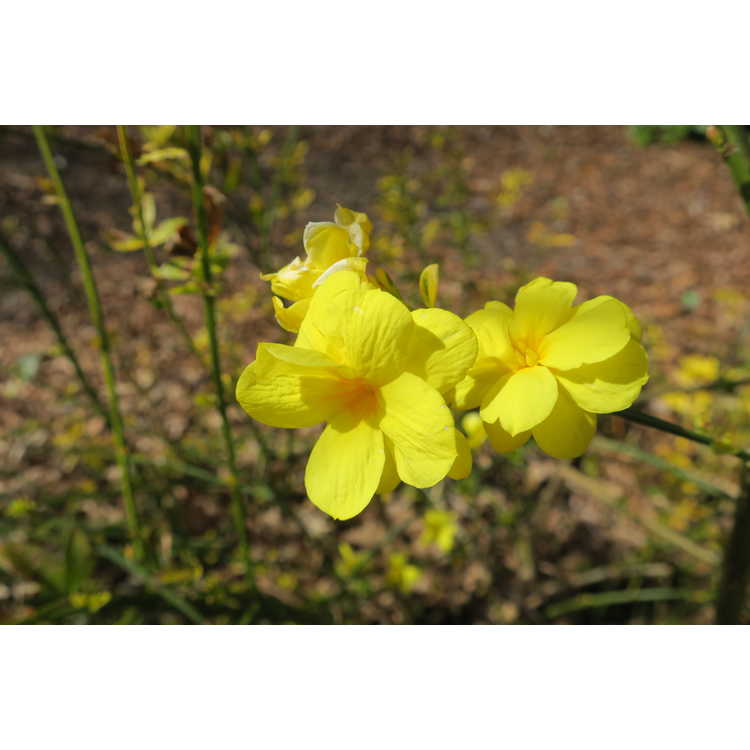 Jasminum mesnyi 'Gold Tip' - variegated primrose jasmine