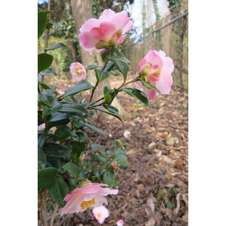 Camellia ×vernalis 'Egao Pink Halo'