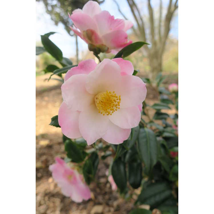 Camellia vernalis Egao Pink Halo