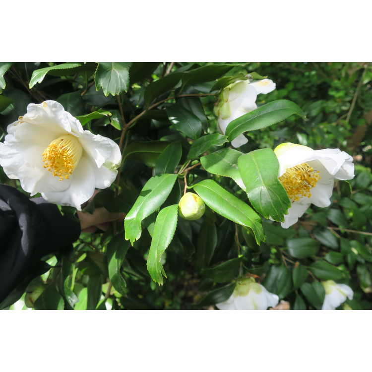 Camellia japonica 'White Mermaid' - fish-tail Japanese camellia