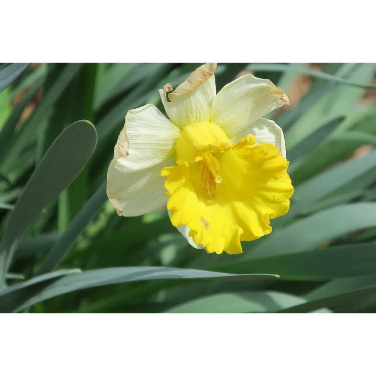 Narcissus 'General Patton'