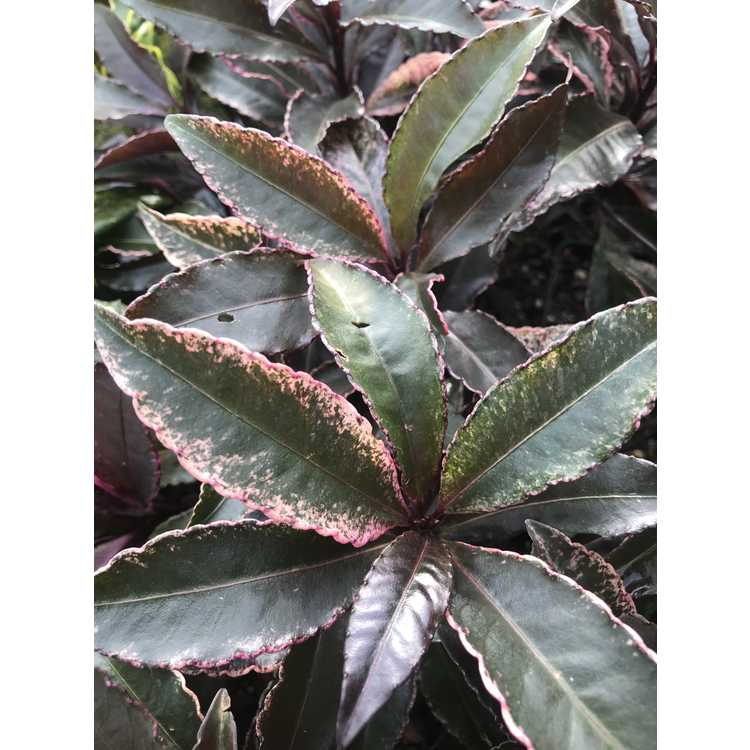 pink peacock coral ardisia