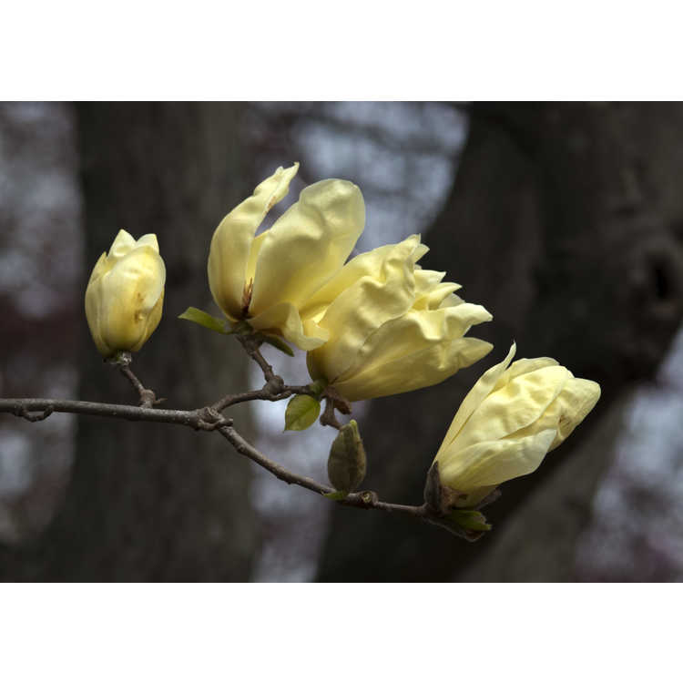 Magnolia 'Elizabeth' - yellow magnolia