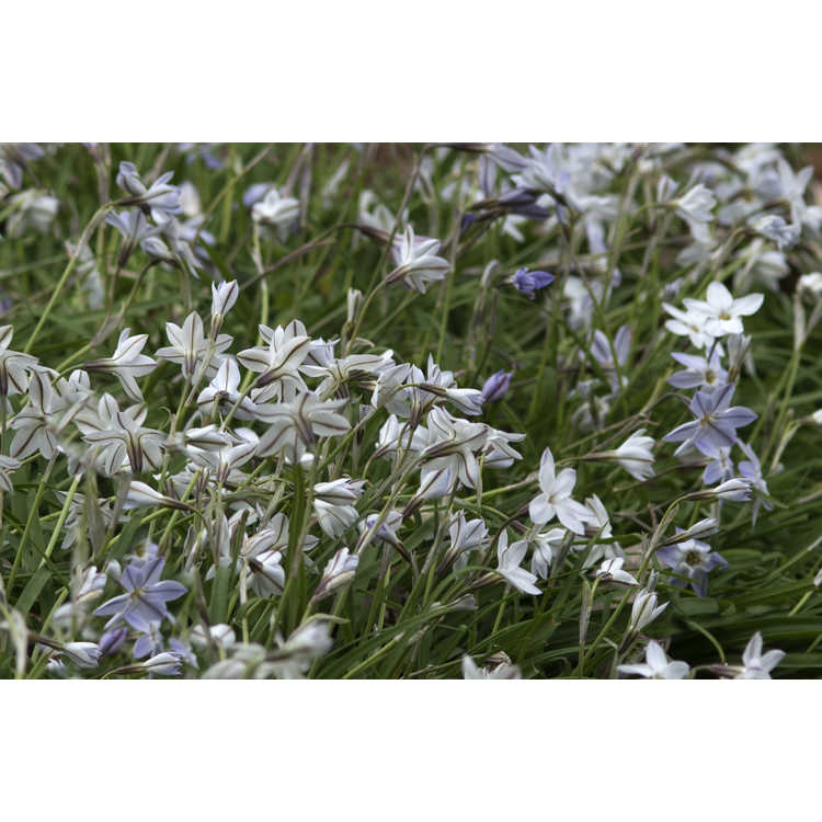 Ipheion uniflorum 'Wisley Blue' - spring star flower