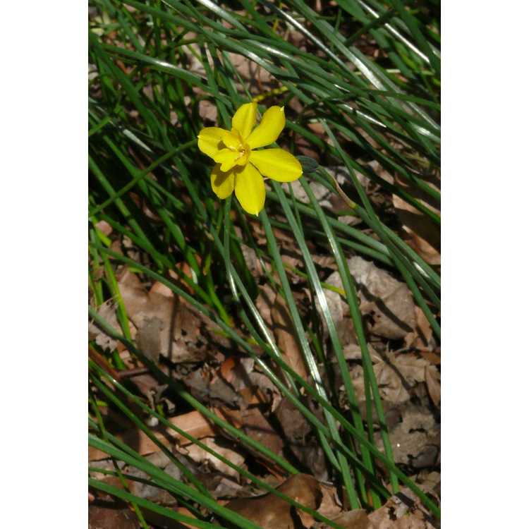 Narcissus 'Golden Quince' - miniature daffodil