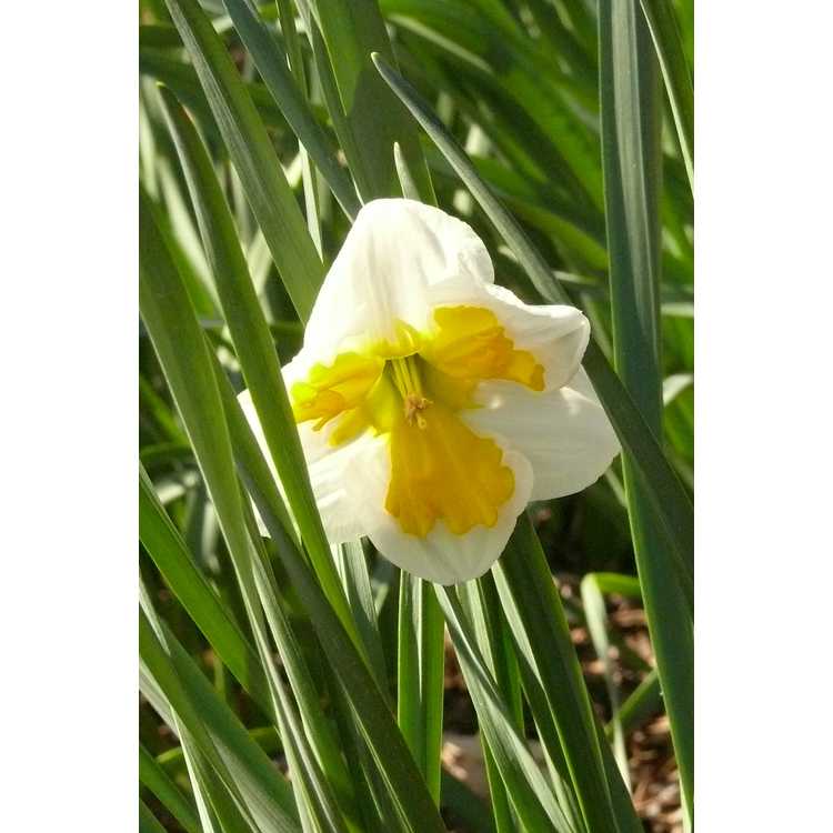 Narcissus 'Tricollet' - collar daffodil