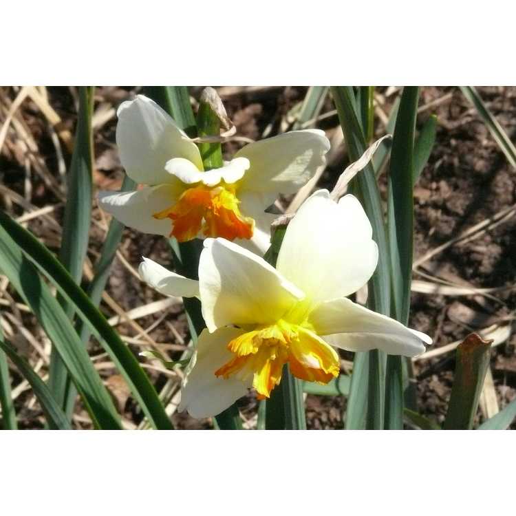 Narcissus 'Trepolo'