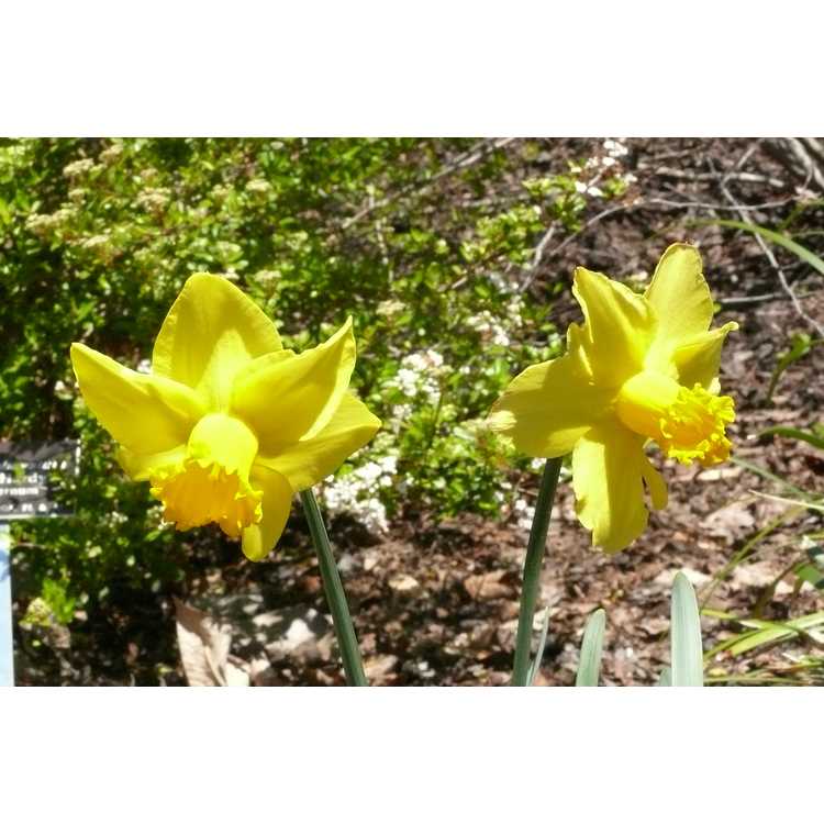 Narcissus 'Larkwhistle' - cyclamineus daffodil