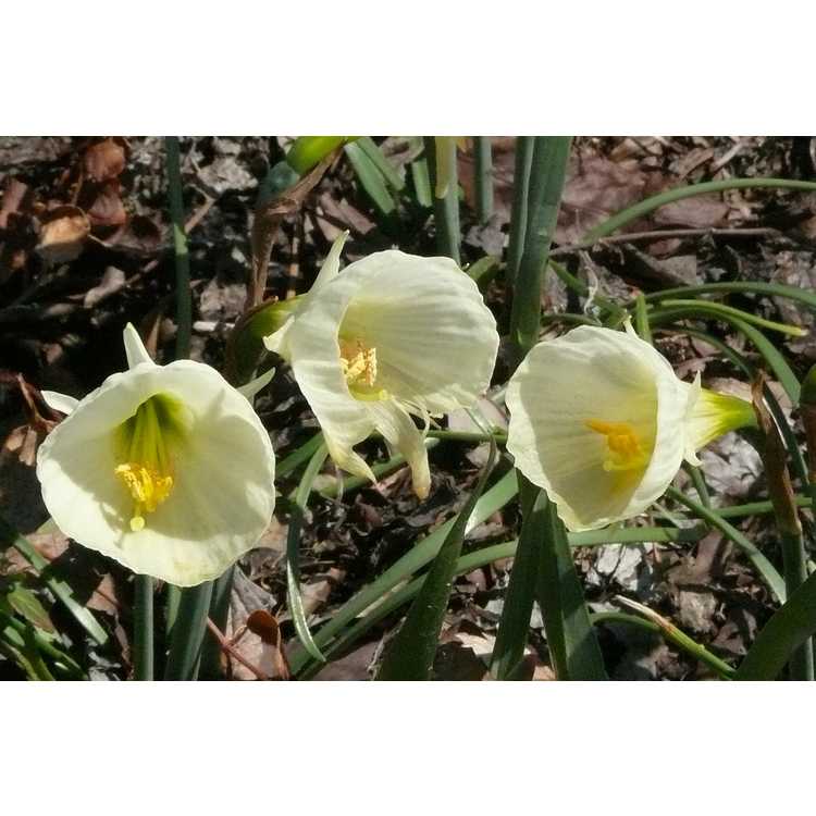 Narcissus 'White Petticoat'