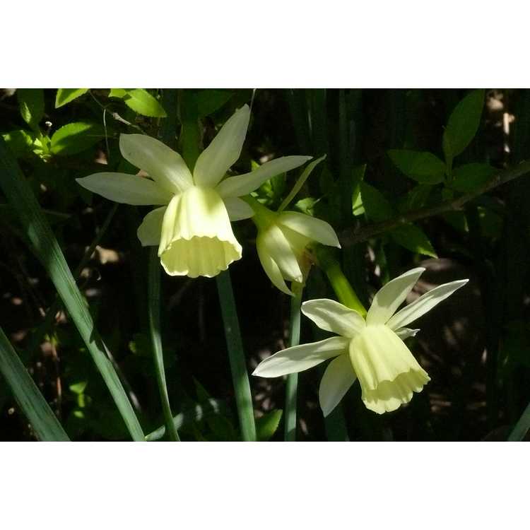 Narcissus 'Lemon Drops'