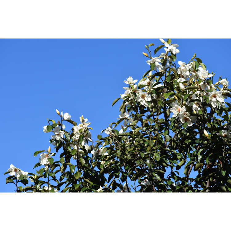 Magnolia 'Eternal Spring'