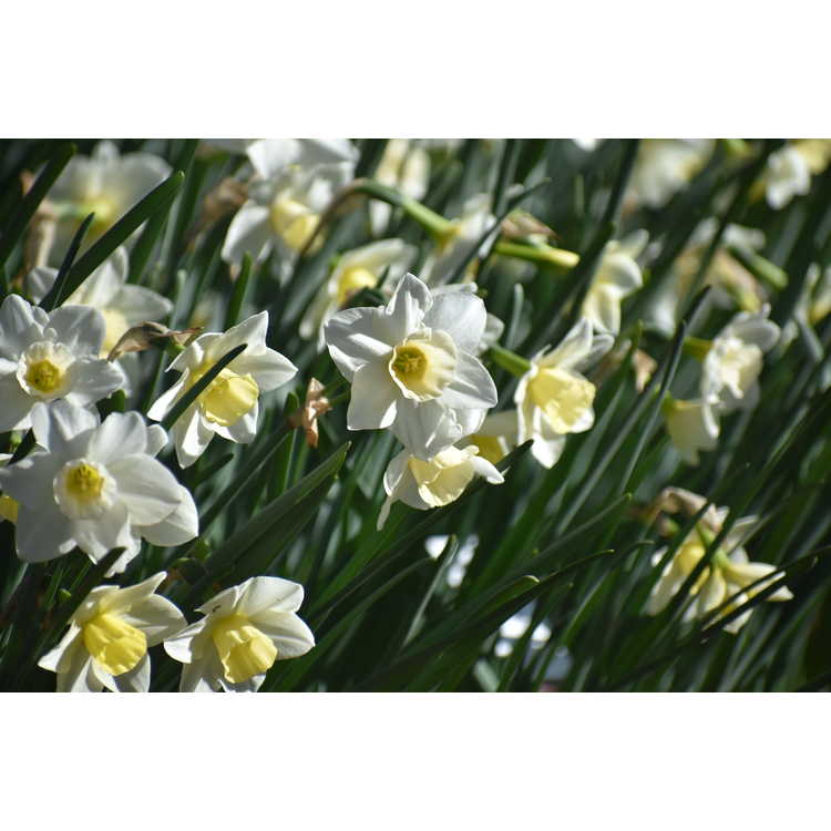 Narcissus 'Silver Smiles'
