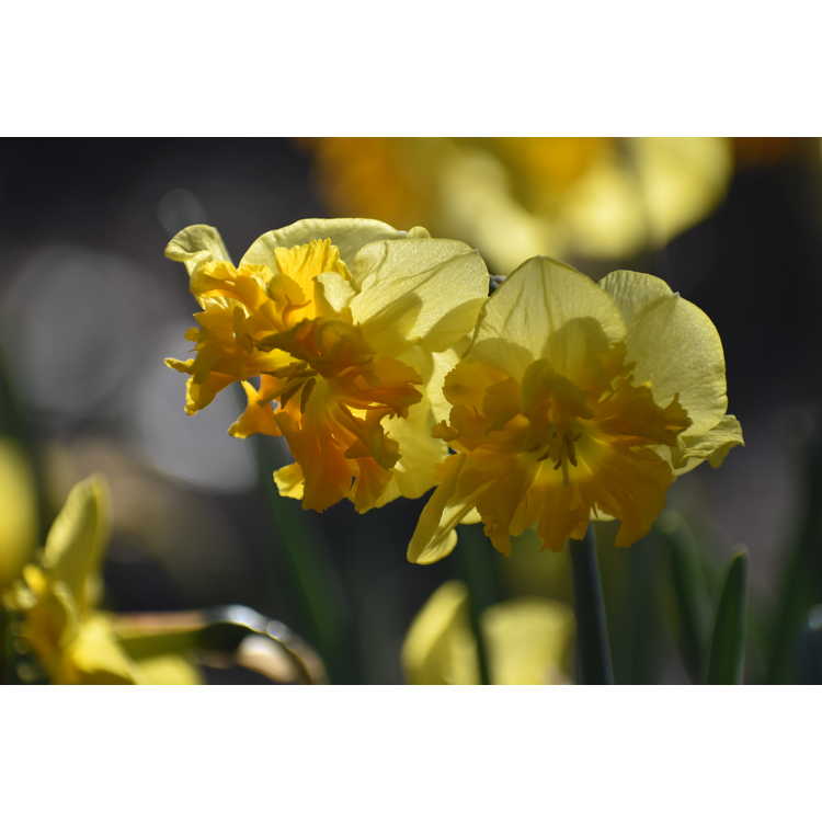 Narcissus Slice of Life
