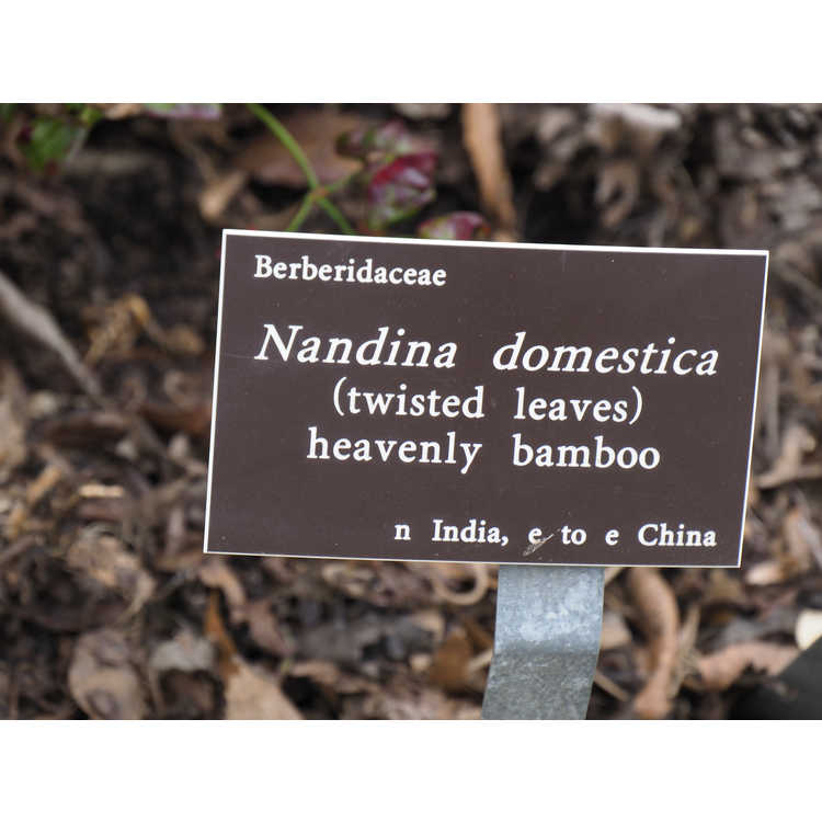 <em>Nandina domestica</em> (twisted leaf)
