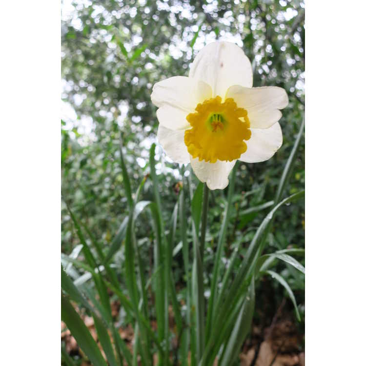 Narcissus Curly