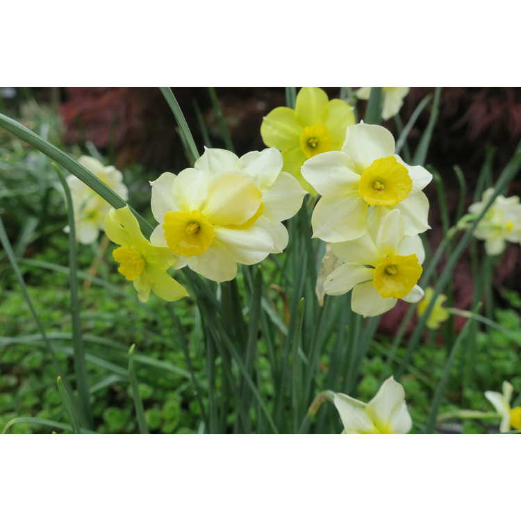 Narcissus 'Rikki' - jonquilla daffodil