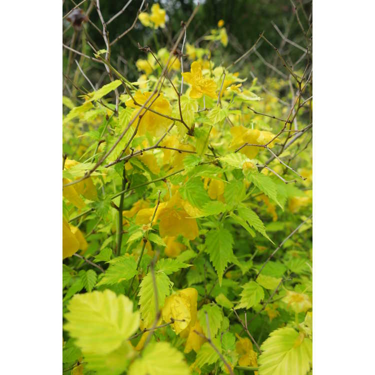 Kerria japonica 'Chiba Gold' - gold-leaf Japanese kerria