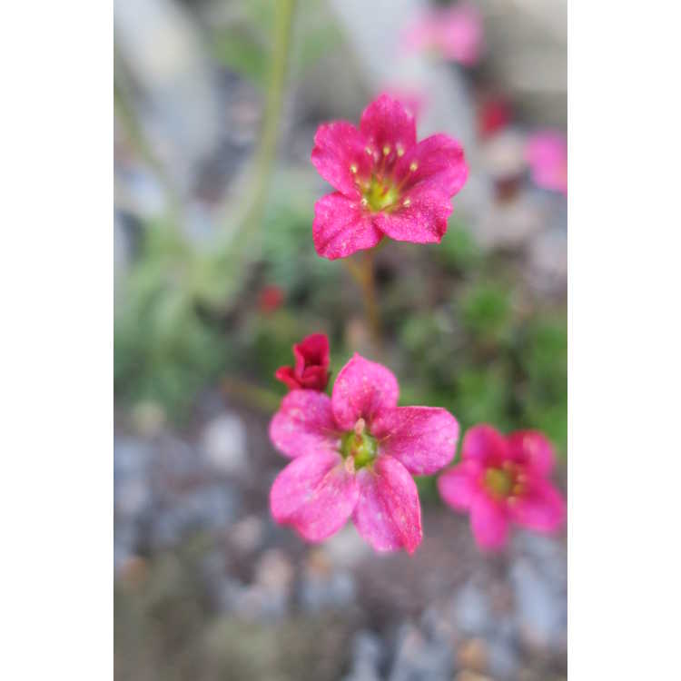 Saxifraga Alpino Early Rose