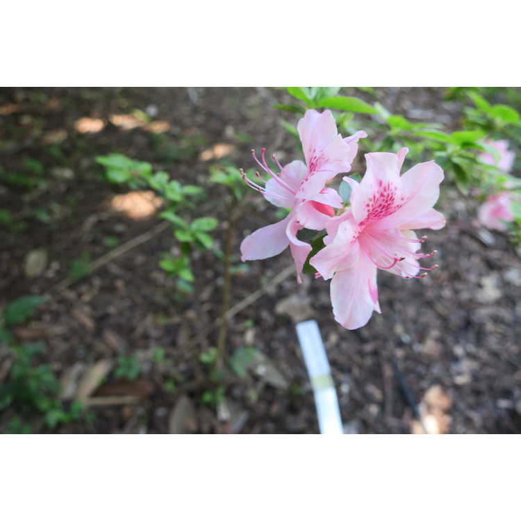Rhododendron Helen Fox