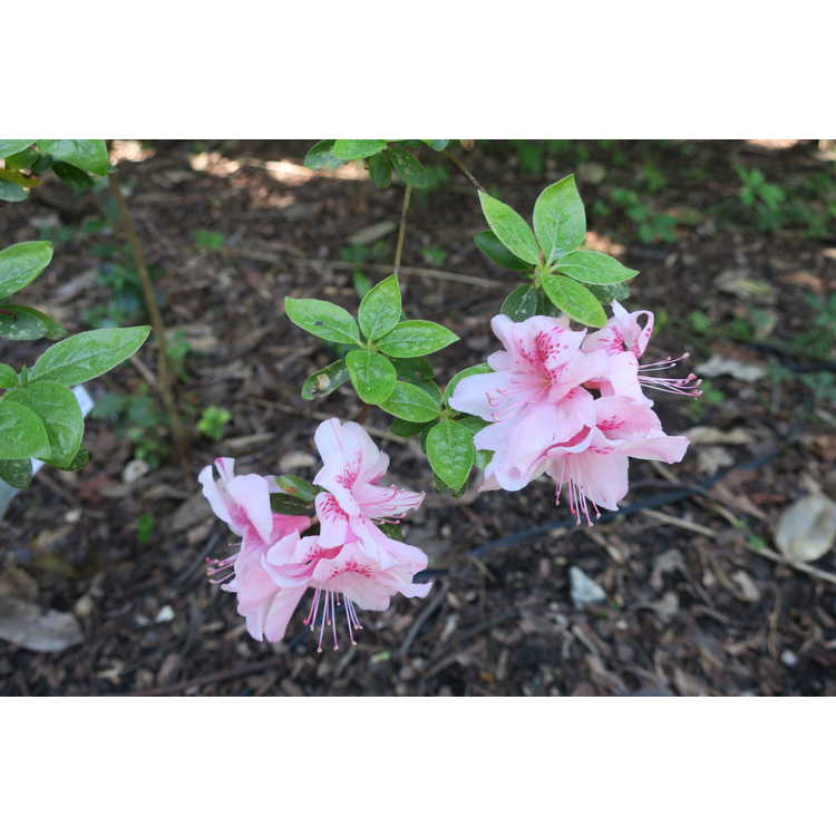 Rhododendron Helen Fox
