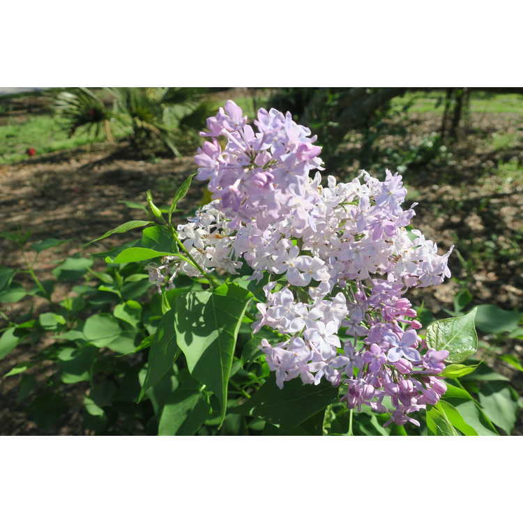Syringa vulgaris 'G13099' - New Age Lavender compact lilac