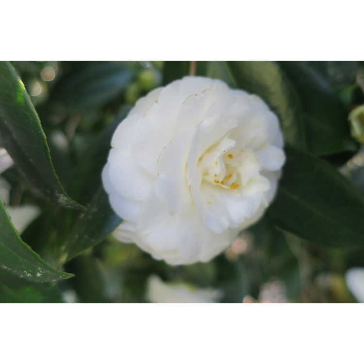 Camellia japonica 'White Perfection'