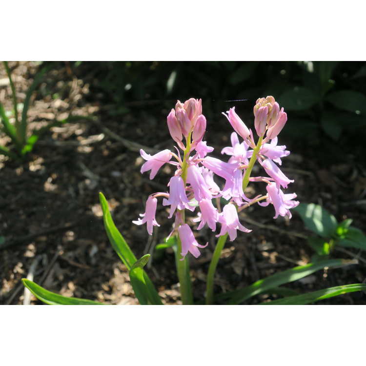 Hyacinthus orientalis Pink Festival