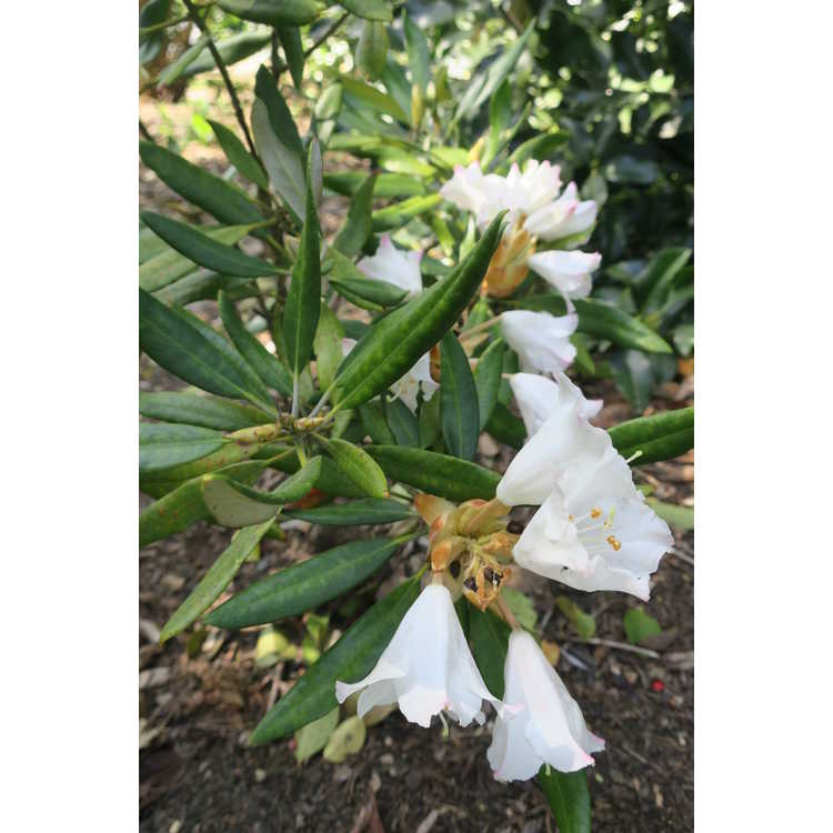 Rhododendron formosanum