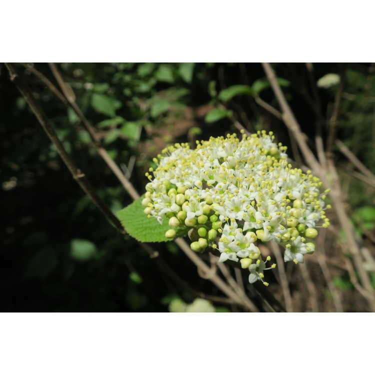 Viburnum corylifolium - hazel-leaf viburnum