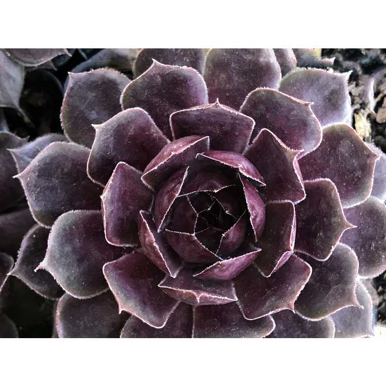 Sempervivum 'Purple Beauty'