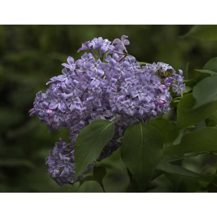 Syringa vulgaris G13099 New Age Lavender