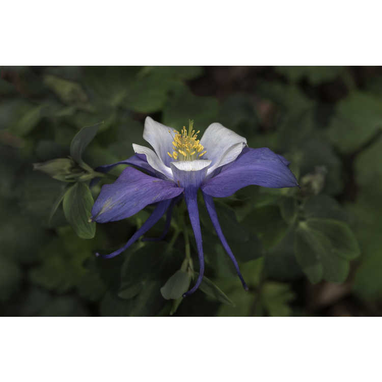 Aquilegia caerulea - Kirigami Deep Blue & White Rocky Mountain columbine