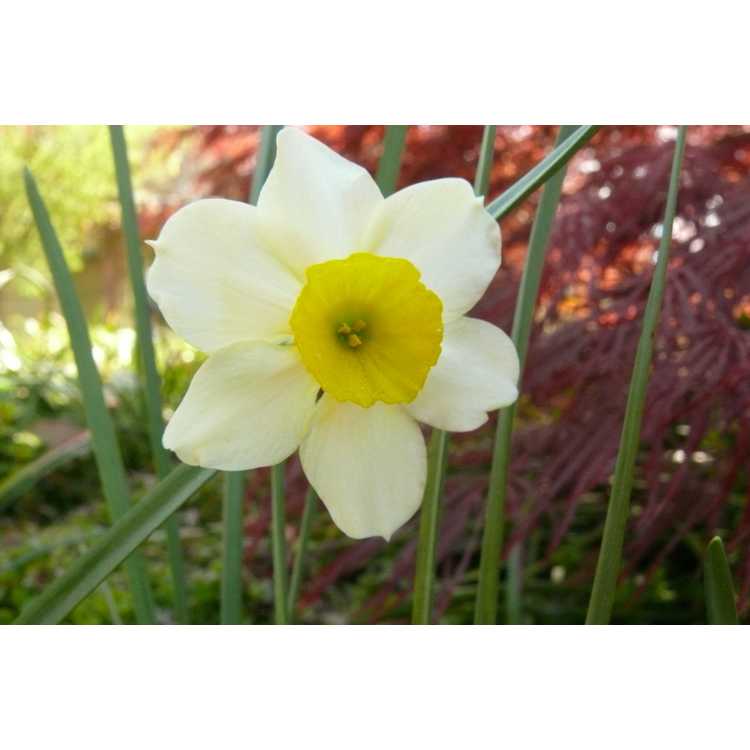 Narcissus Rikki