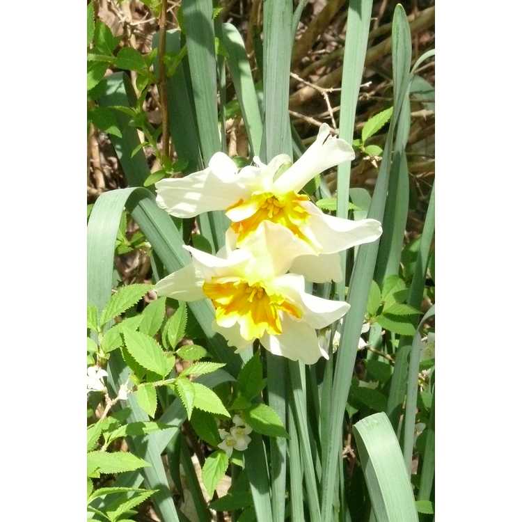 Narcissus Firestreak