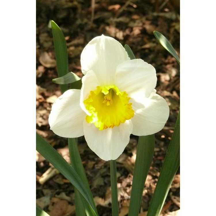 Narcissus 'Sound' - large-cupped daffodil