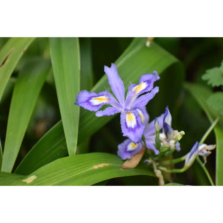 Iris japonica Skirt Chaser