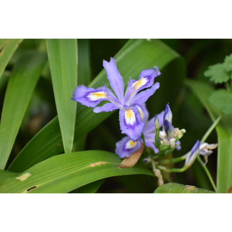 Japanese evergreen iris