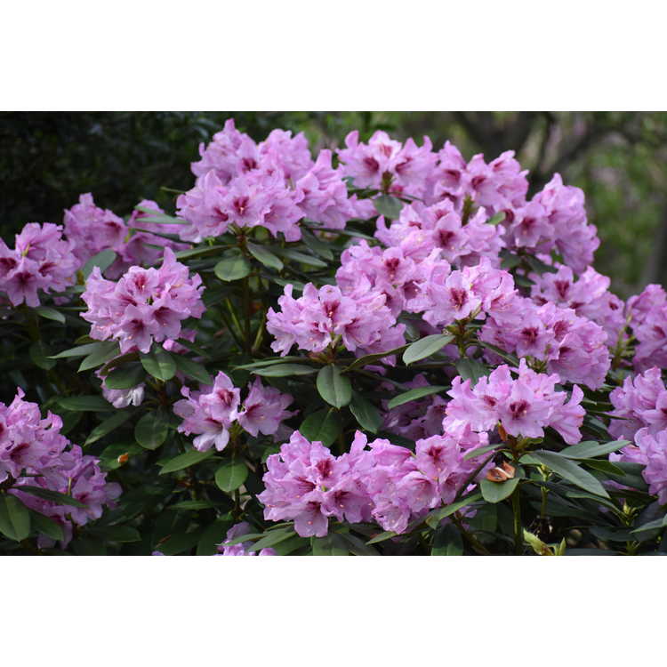 Rhododendron Tyler Morris Southgate Radiance