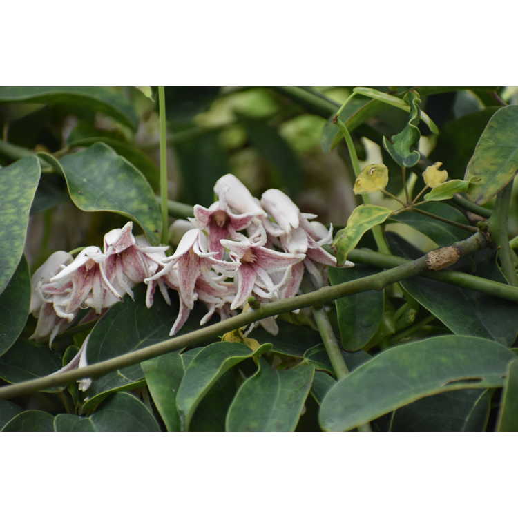 Stauntonia hexaphylla 'Cartwheel' - variegated Japanese stauntonia