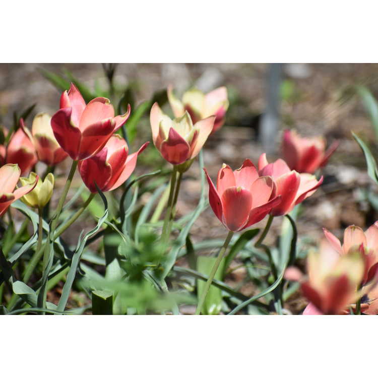 <em>Tulipa clusiana</em> 'Annika'