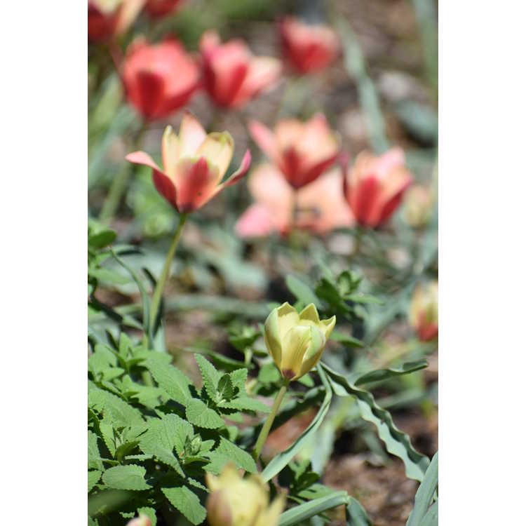 <em>Tulipa clusiana</em> 'Annika'
