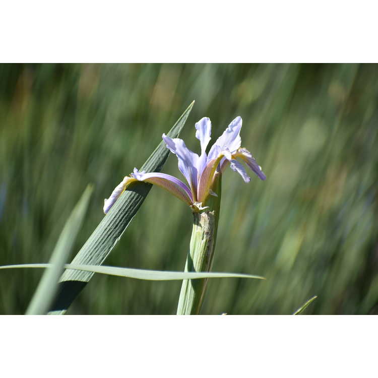 Iris spuria carthaliniae