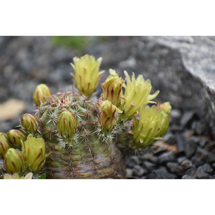 Echinocereus viridiflorus - nylon hedgehog cactus