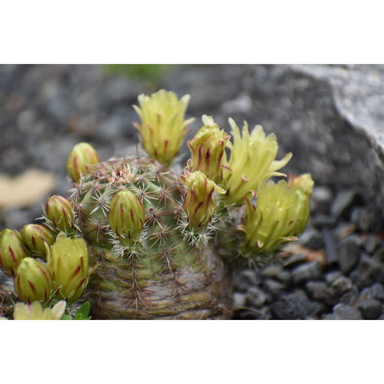 Echinocereus viridiflorus - nylon hedgehog cactus