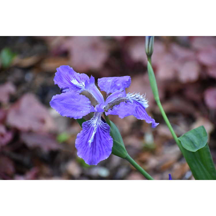 Iris tectorum - Japanese roof iris
