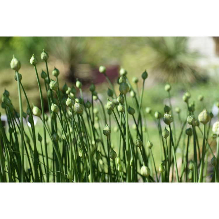 Allium canadense var. florosum 'White Flag'
